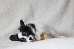 PAPILLON