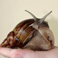 Achatina Balteata