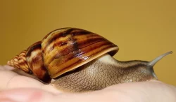 Achatina Balteata