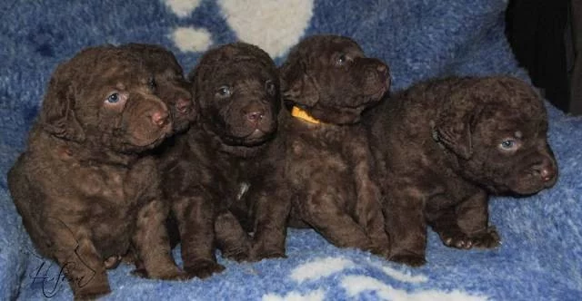 Chesapeake bay retriever štěňata