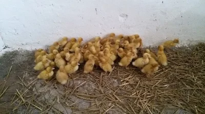 Prodej káčat, housat a perliček