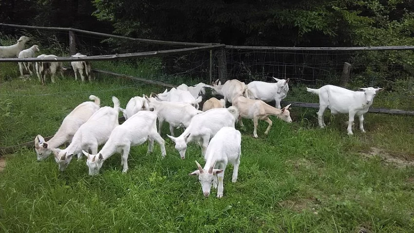 Kozlíci kozy bílé/hnědé