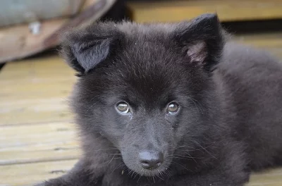 Německý špic velký černý