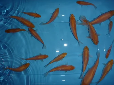 OKRASNÉ RABY KOI KAPŘI