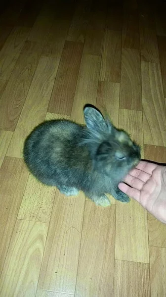 Prodám zakrslého králička