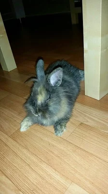 Prodám zakrslého králička