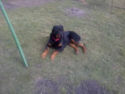 Nabízím 3 letého psa rottweiler kastrovaný