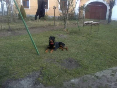 Nabízím 3 letého psa rottweiler kastrovaný