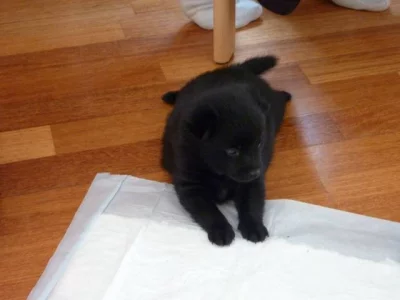 Prodej štěňat šiperek