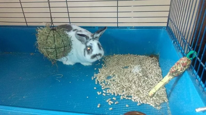 darujem vacsieho kralika