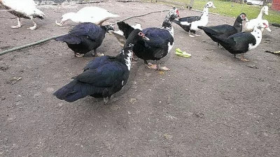 Kachny pižmové - pižmovky - kachna čínská