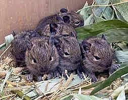 Osmák Degu