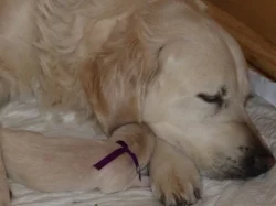 Štěňata Golden Retriever s PP