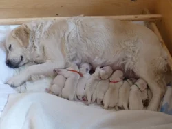 Štěňata Golden Retriever s PP