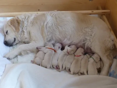 Štěňata Golden Retriever s PP