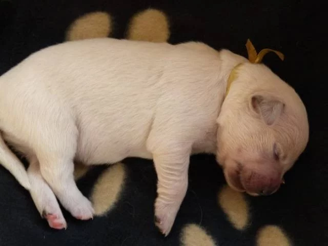Štěňata Golden Retriever s PP