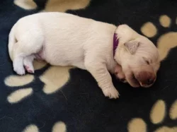 Štěňata Golden Retriever s PP