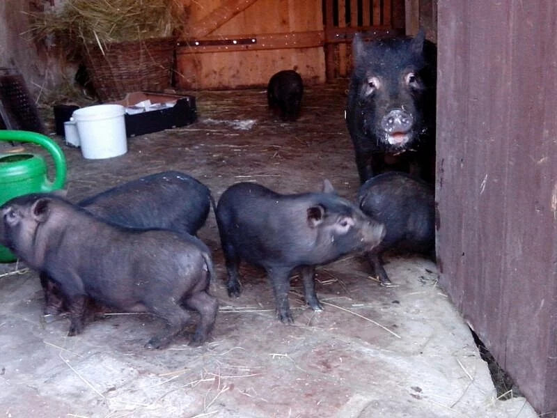 Vietnamská prasátka