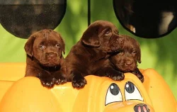 Štěňátka Labrador retrievera
