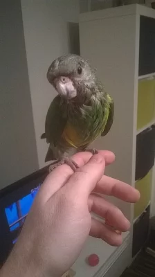 Ručně dokrmený papoušek senegalsky