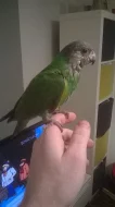Ručně dokrmený papoušek senegalsky