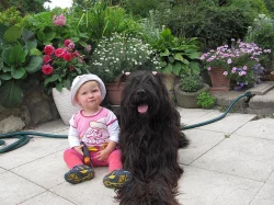 Briard štěňátka