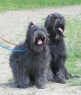 Briard štěňátka