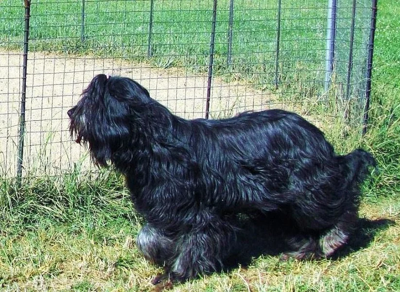 Briard štěňátka
