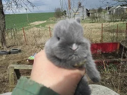 Zakrslí králíčci