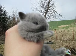 Zakrslí králíčci