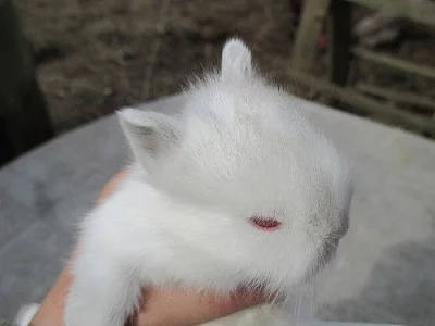 Zakrslí králíčci