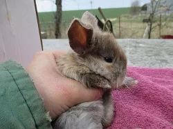 Zakrslí králíčci