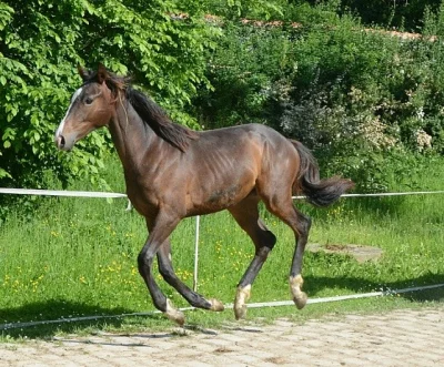 Jezdec, ošetřovatel koní a zemědělský dělník