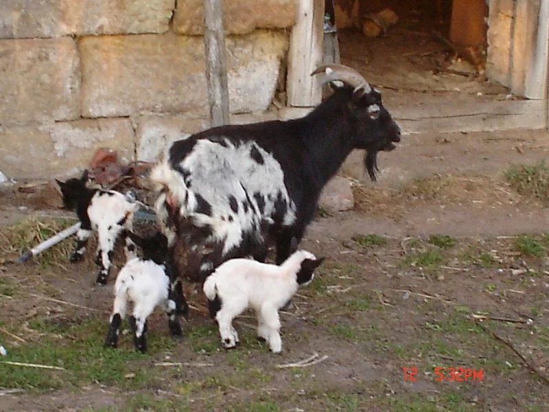 kozlík holanský zakrslí