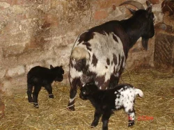 kozlík holanský zakrslí