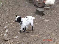 kozlík holanský zakrslí