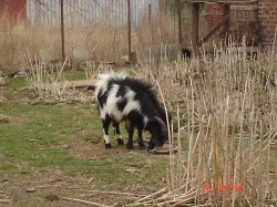 kozlík holanský zakrslí