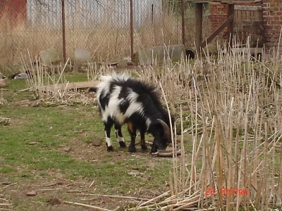 kozlík holanský zakrslí