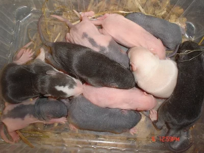 potkani různé barvy