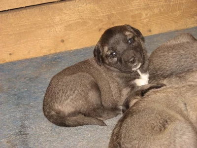 Kangal-Anatolský pastevecký pes