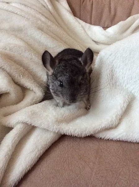 Prodám samečka činčily