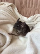 Prodám samečka činčily