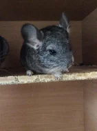 Prodám samečka činčily