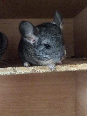 Prodám samečka činčily