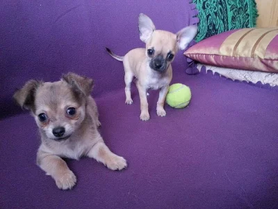 Čivava - Chihuahua