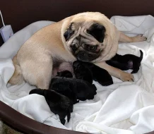 Mops - černá štěňátka s PP