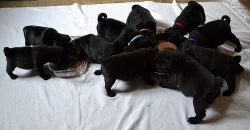 Mops - černá štěňátka s PP