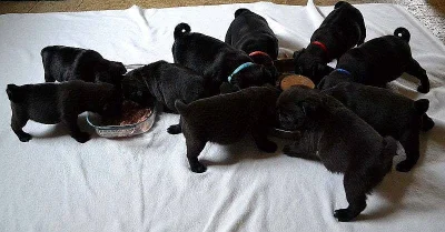 Mops - černá štěňátka s PP