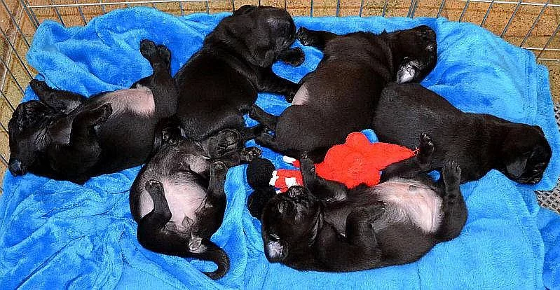 Mops - černá štěňátka s PP