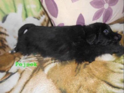 Daruji štěňě menšího vzrůstu s chlupatější srstí